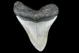 Bargain, Megalodon Tooth - North Carolina #76298-2